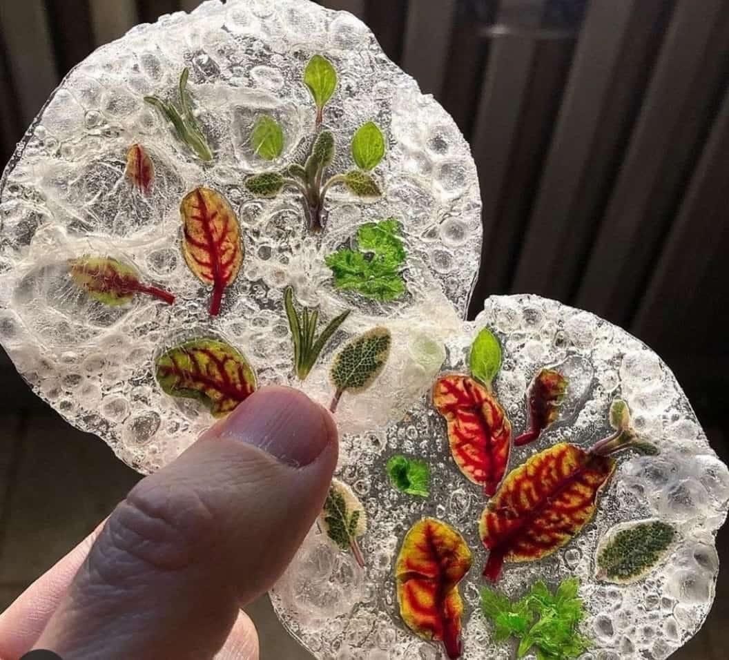 Clear craft ice discs set with pressed herbs and edible leaves